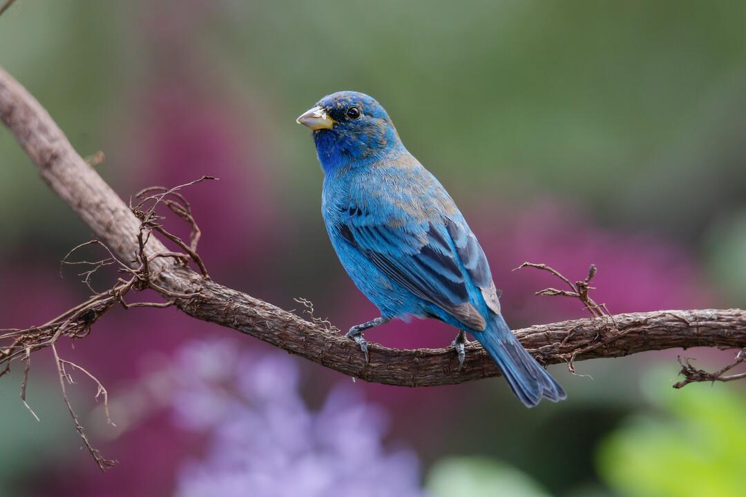 An Indigo Bunting sits on a branch against a blurred, multi-colored background. Photo: Julie Torkomian/Audubon Photography Awards.