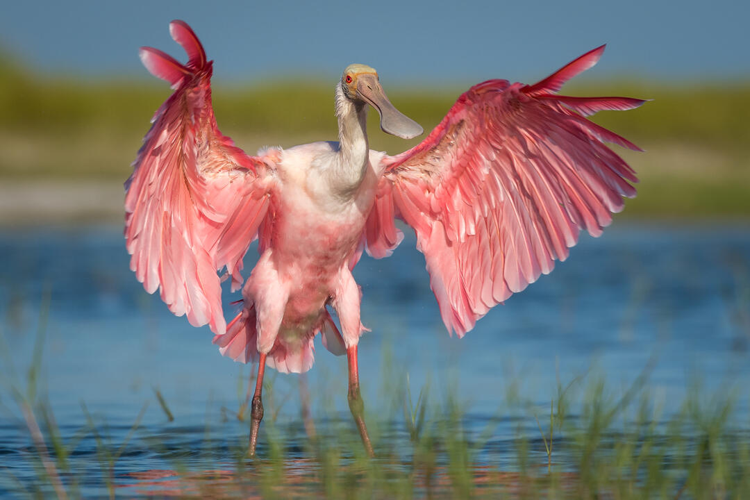 Roseate Spoonbill with wings outstretched