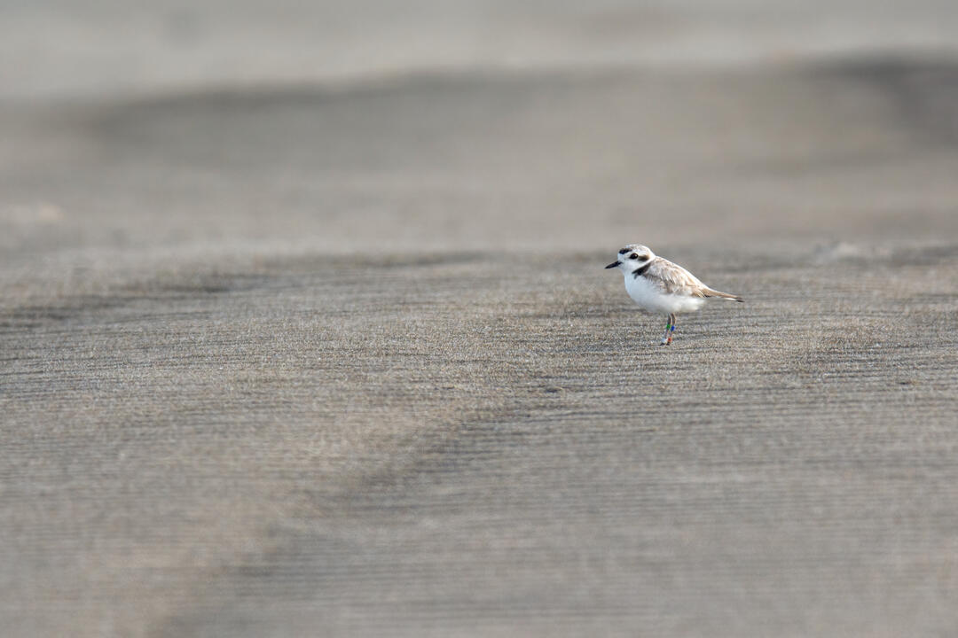 Snowy Plover stands on the sand. 