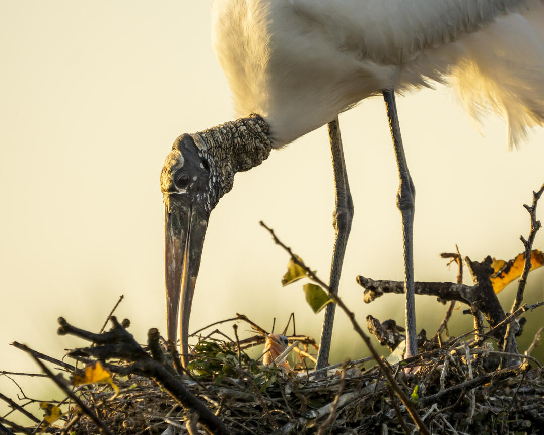 Wood Stork in its nest.