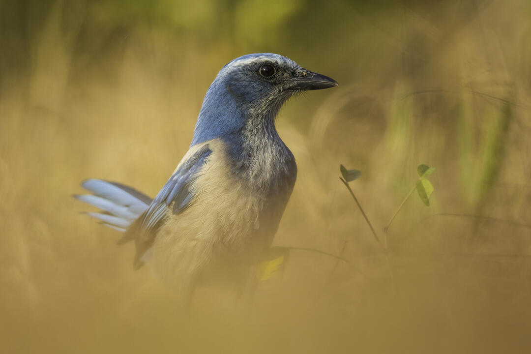 A Florida Scrub-Jay, a blue and white bird, stands in the scrub.