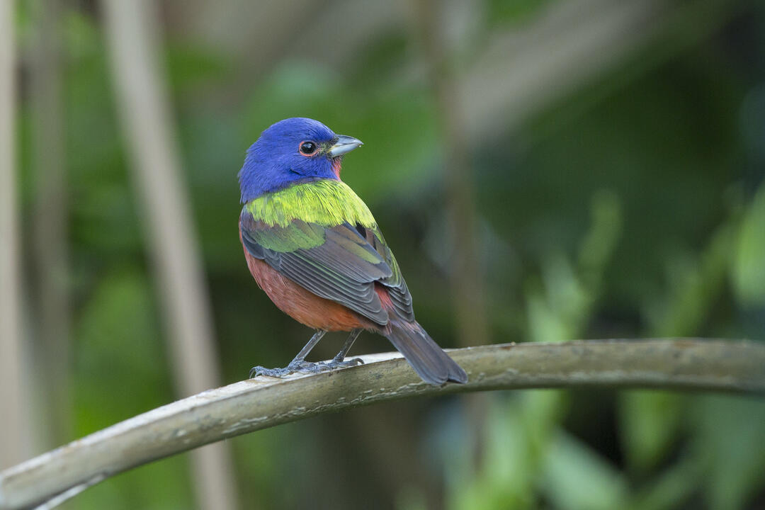 A multi-colored bird standing on a branch