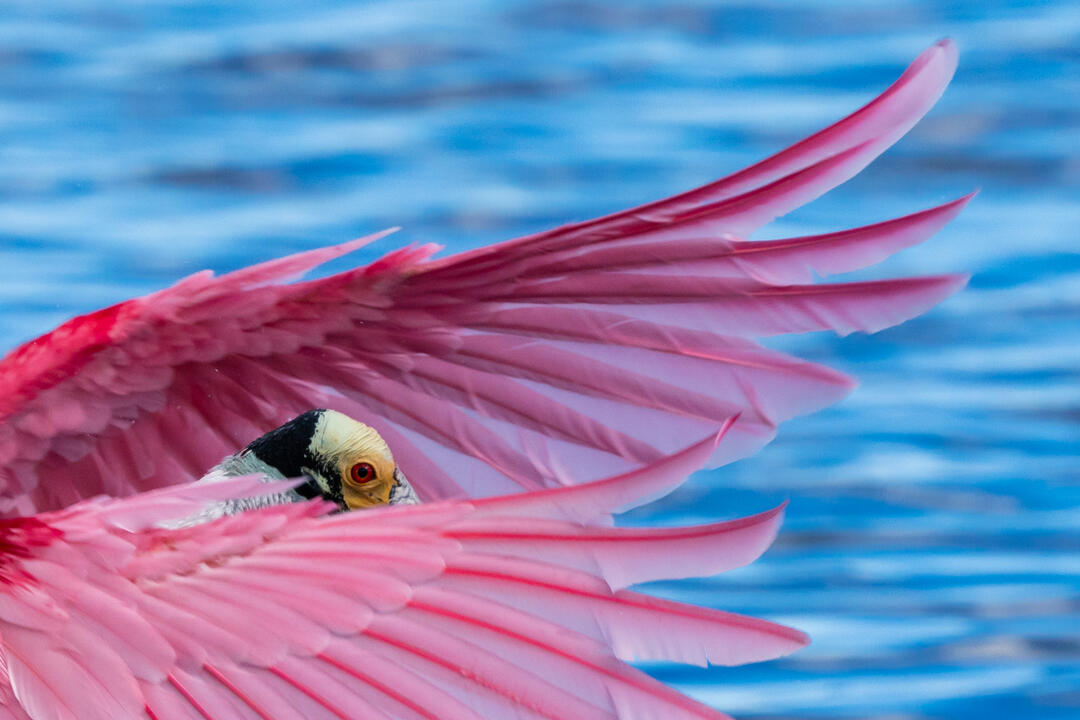 Close-up of a pink bird with wings outstretched