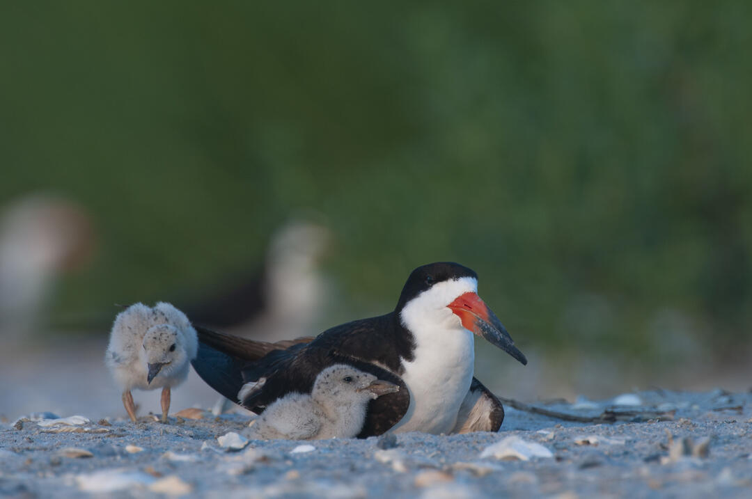 An adult Black Skimmer and two downy chicks sit on a sandy beach.