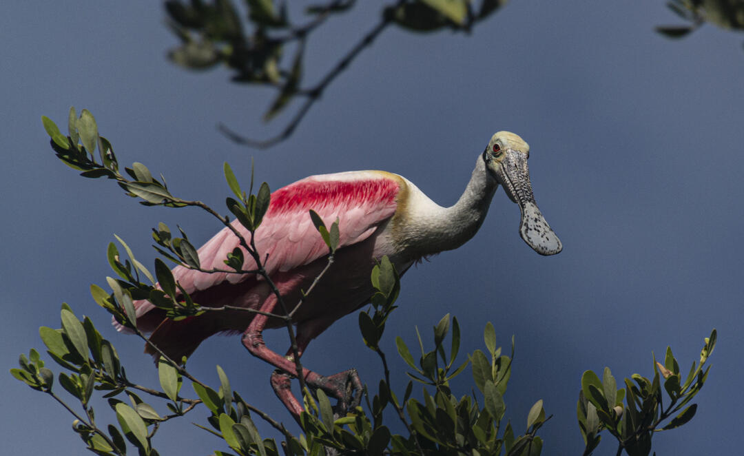 A Roseate Spoonbill perches on a tree.