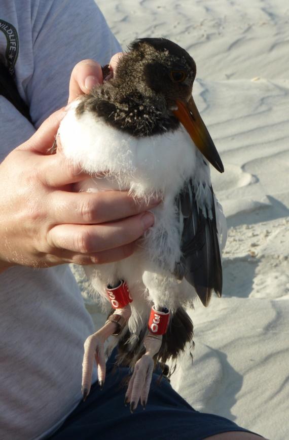 Banded Birds | Audubon Florida