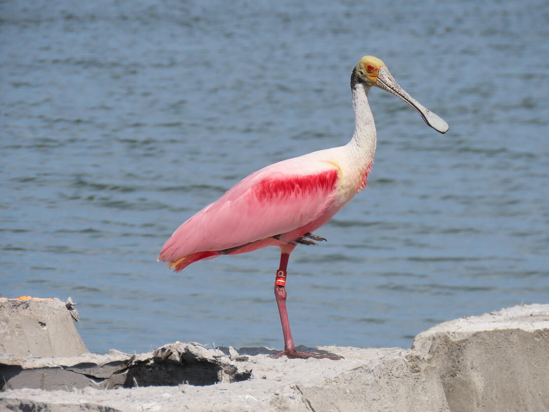 A Roseate Spoonbill with a band on its leg.