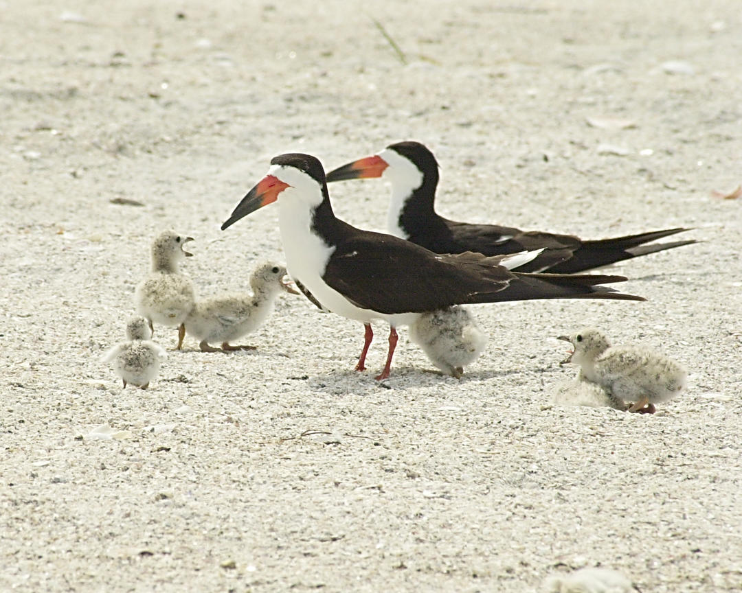 Coastal Bird Stewardship Audubon Florida