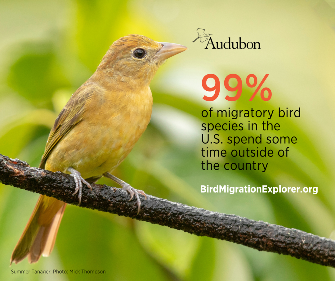 A Summer Tanager sits on a branch. Text next to the bird reads: of migratory bird species in the U.S. spend some time outside of the country. birdmigrationexplorer.org
