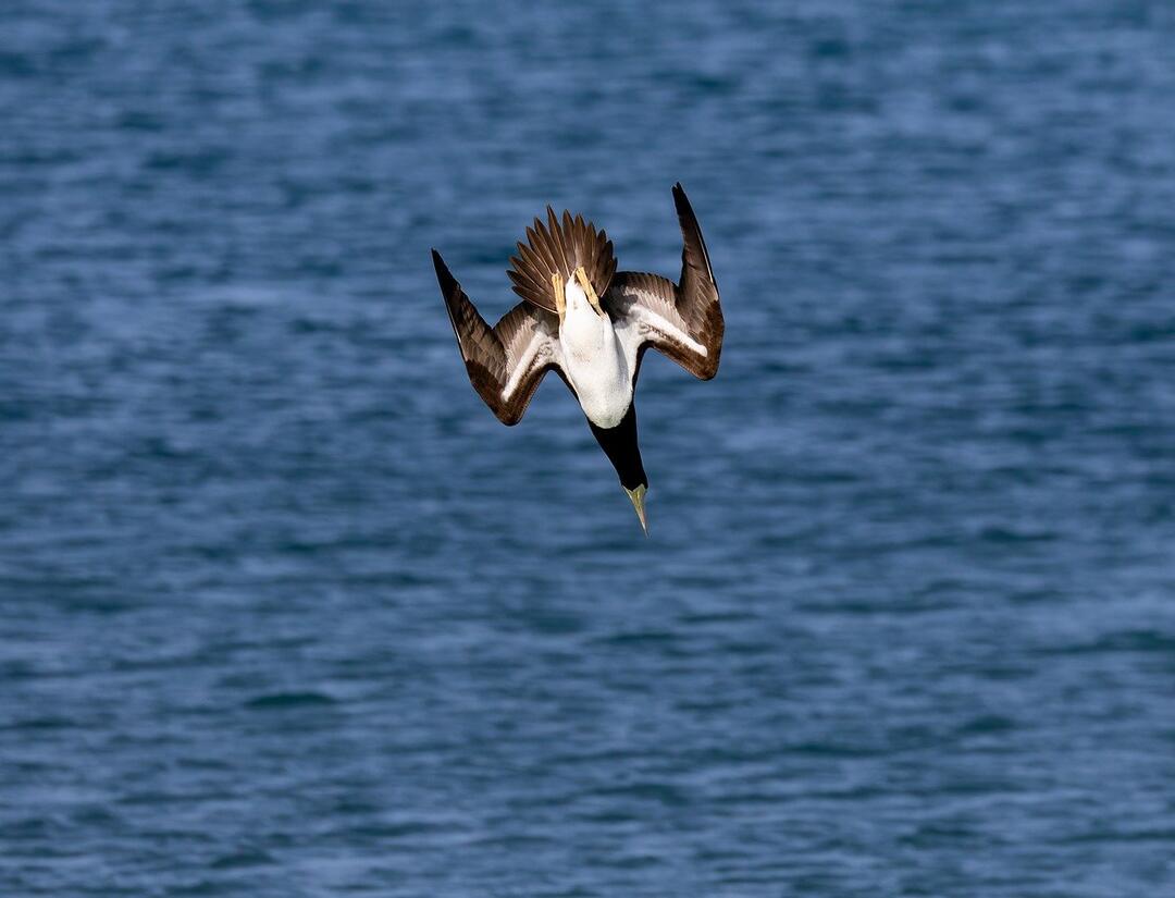 A Brown Booby plunge-dives into blue ocean water.