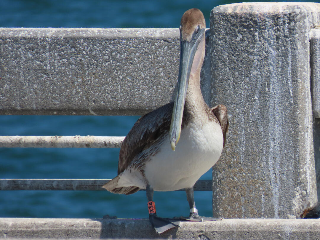 a brown pelican on a pier