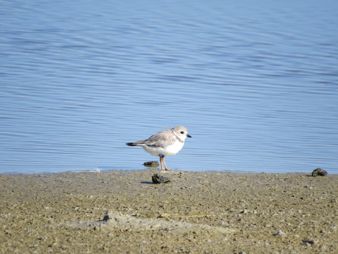 Piping Plover A97