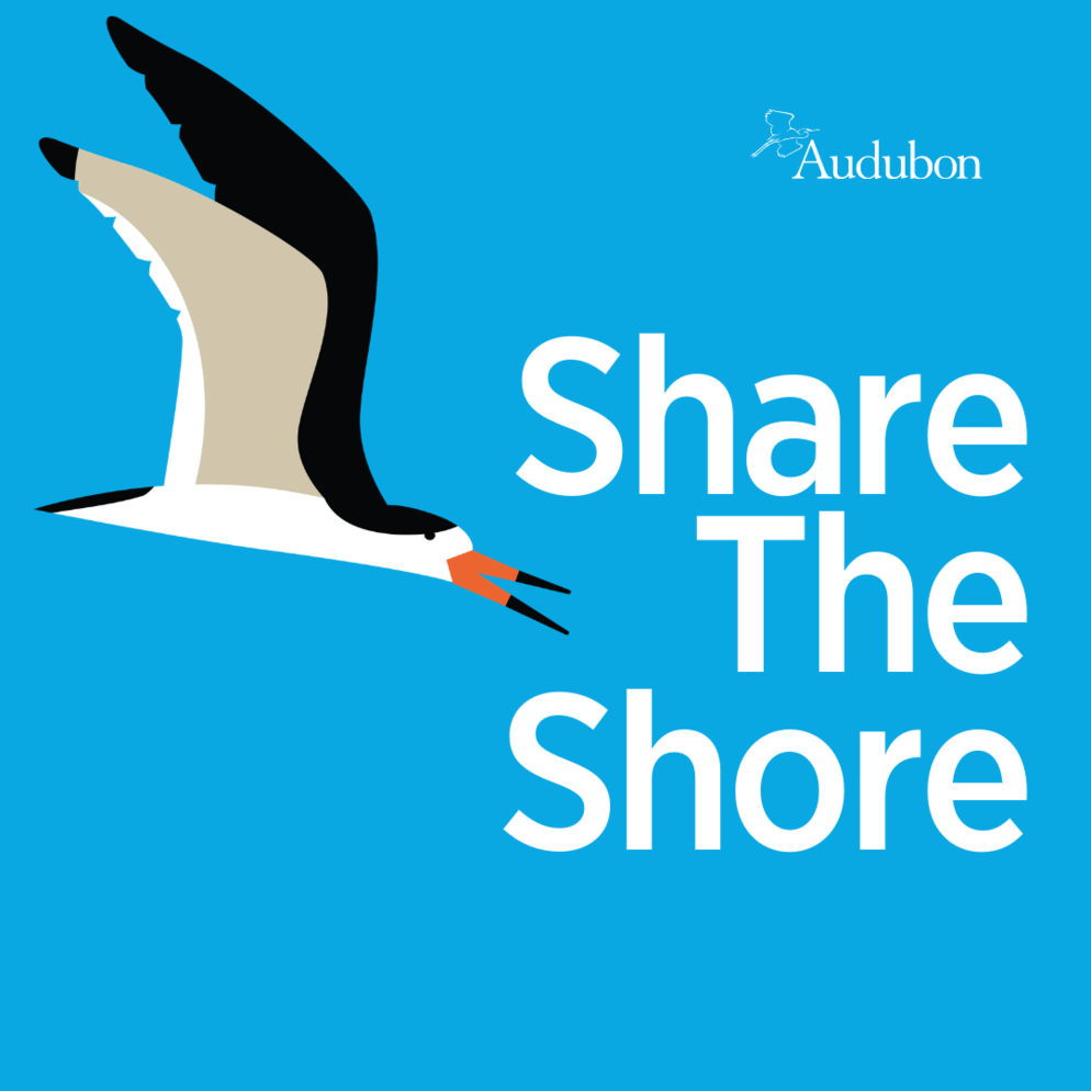 Share the Shore graphic with a Black Skimmer.