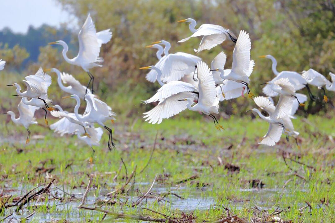 Wading birds take flight.