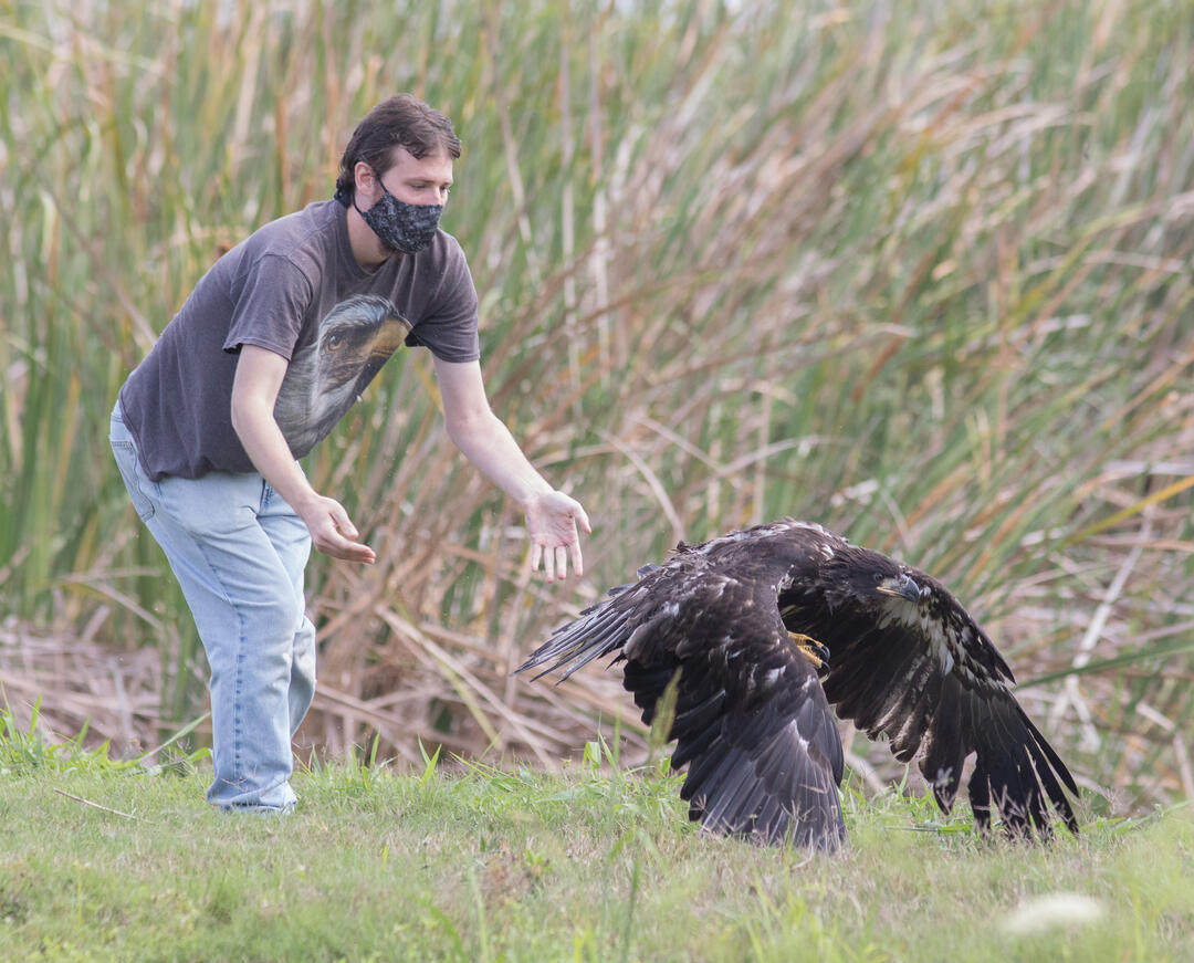 David Fitzpatrick releases a fledgling Bald Eagle. Photo: Katie Houvener.