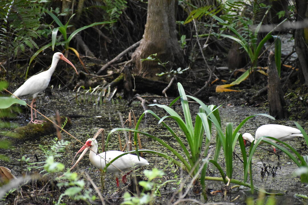 White birds in a green swamp
