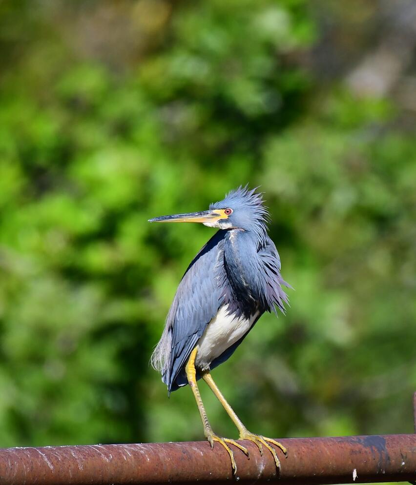 Tricolored Heron standing on a pipe. Photo: John Wolaver.