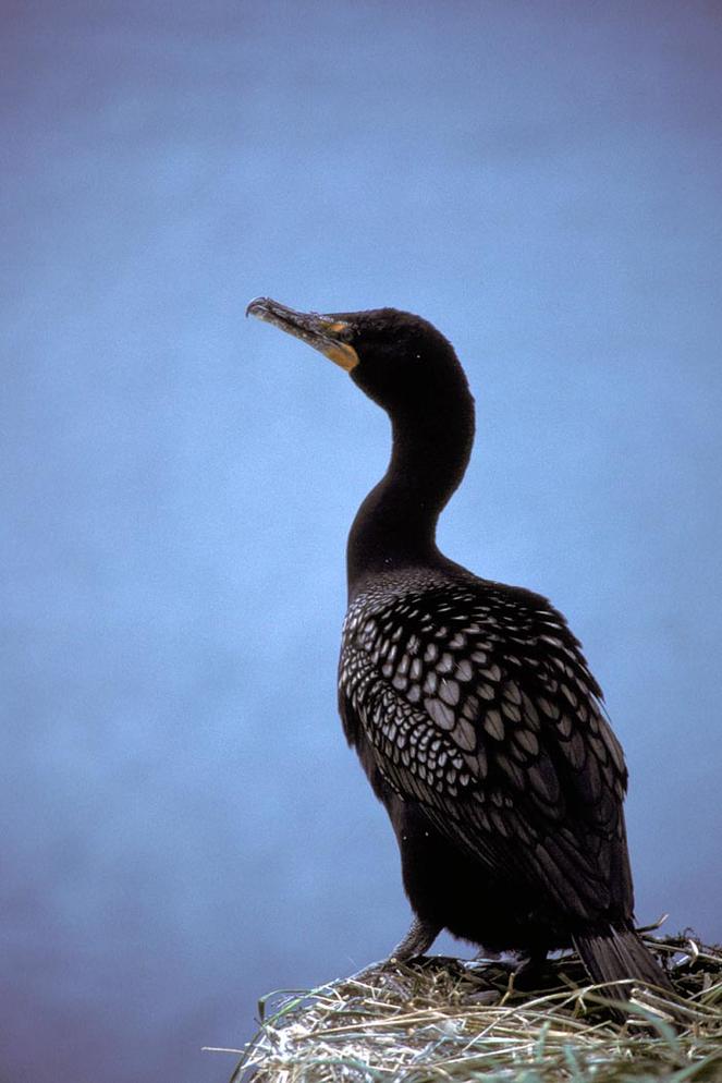 caution-entering-bird-dropping-area-audubon-florida