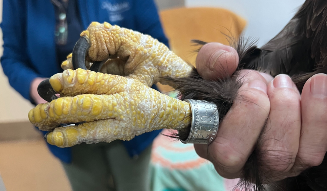 A close-up view of a Bald Eagle's talons. A person's hand holds both talons. A metal identification band is around the left ankle.