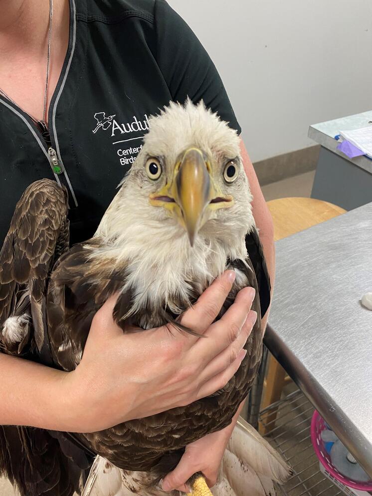 A bald eagle being held by a technician.