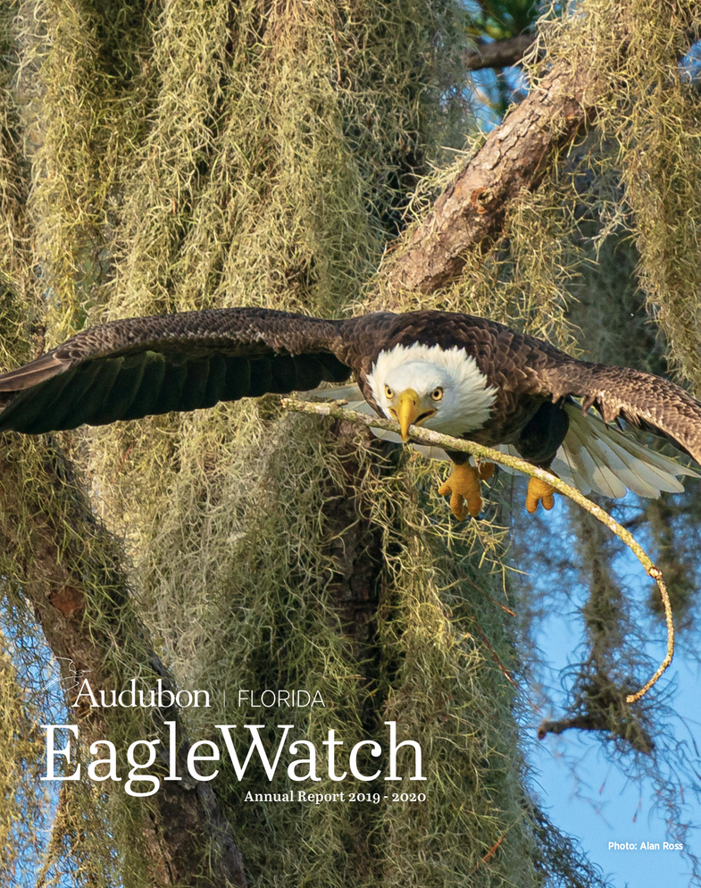 Bald Eagle. Photo: Alan Ross.