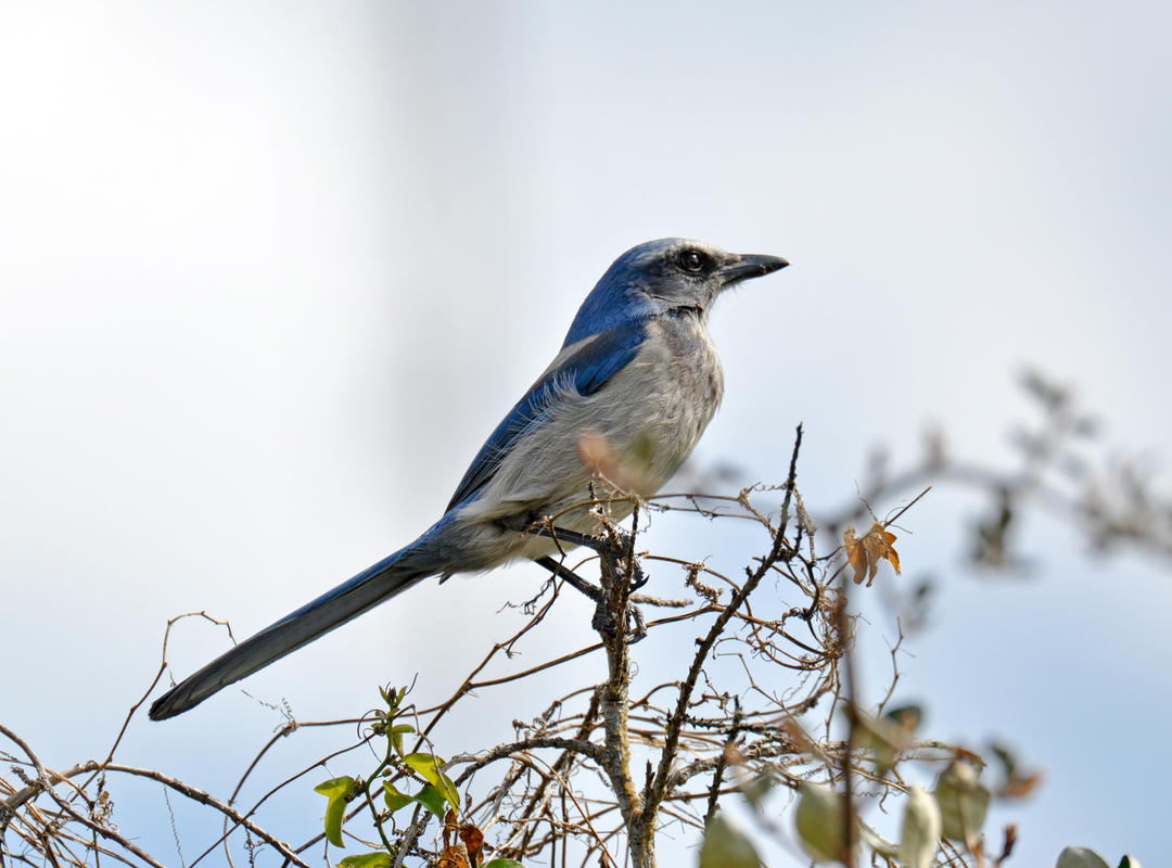 Florida Scrub-Jay. Photo: Louise Hunt / Great Backyard Bird Count. 