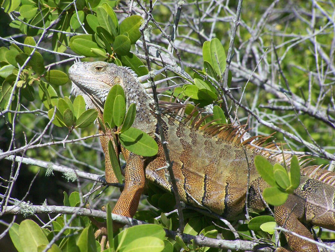 Limiting the Negative Impacts of Nonnative Wildlife Requires a