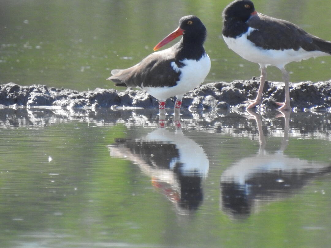Two American Oystercatchers, one with red leg bands, wade in water.