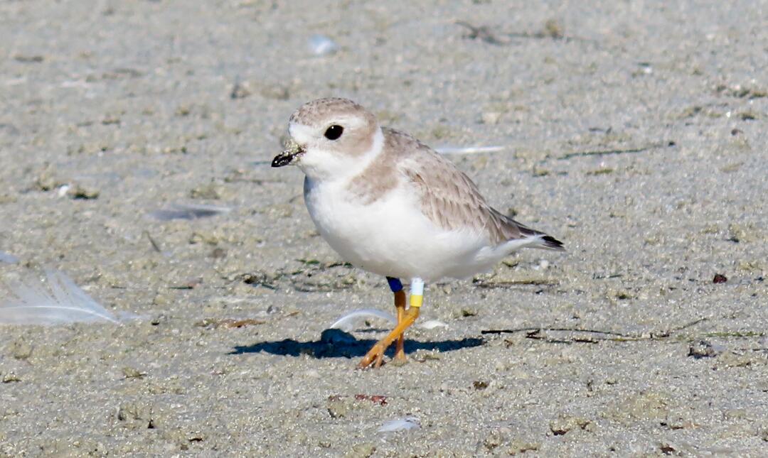 Banded Piping Plover against a sand background. Photo: Kara Cook.