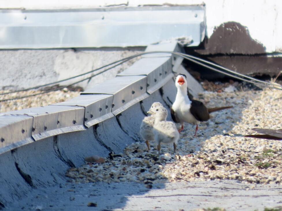 Black Skimmer with fuzzy chicks on a rooftop.