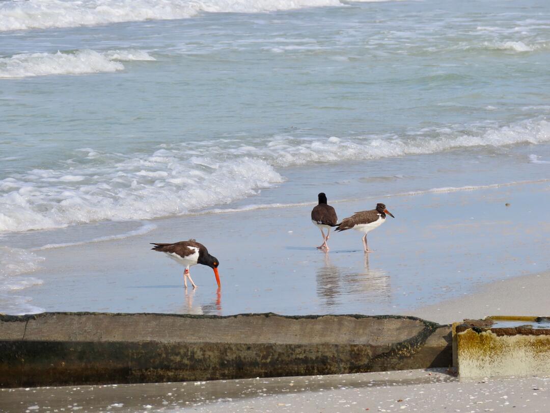 Two adult and one fledge American Oystercatchers stand on the sand. One of the adults is banded.