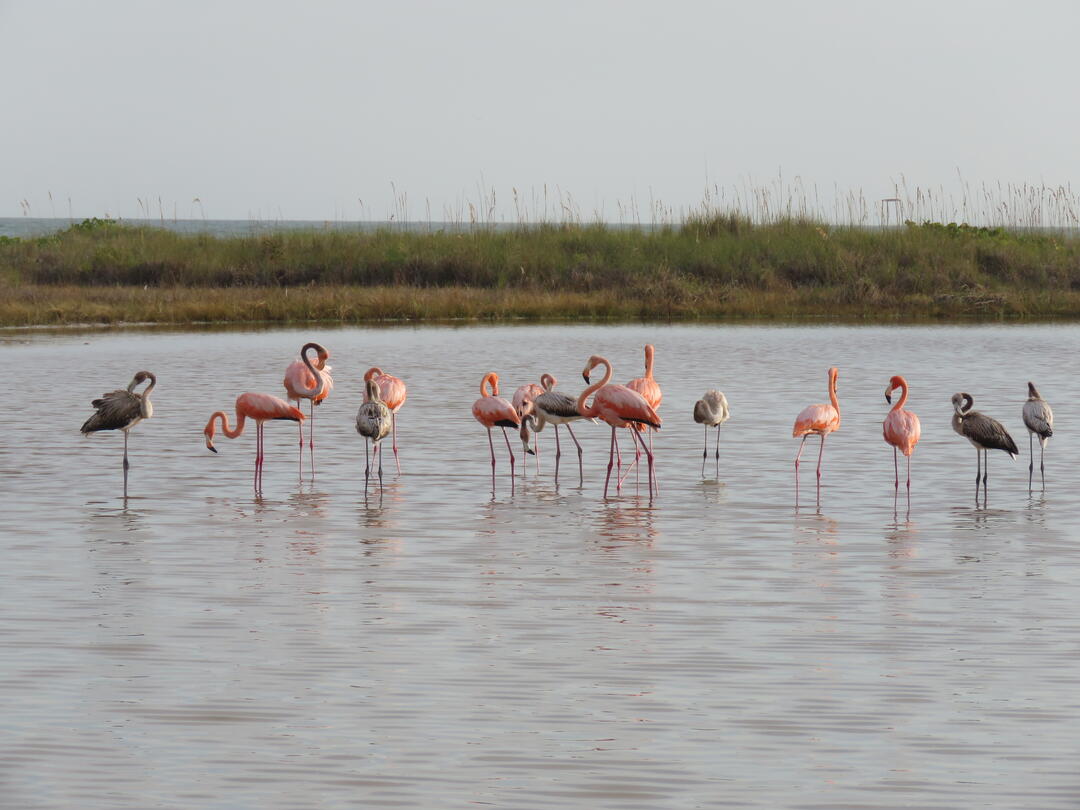 A flock of American Flamingos stands in shallow water. Some are bright pink but some are gray.