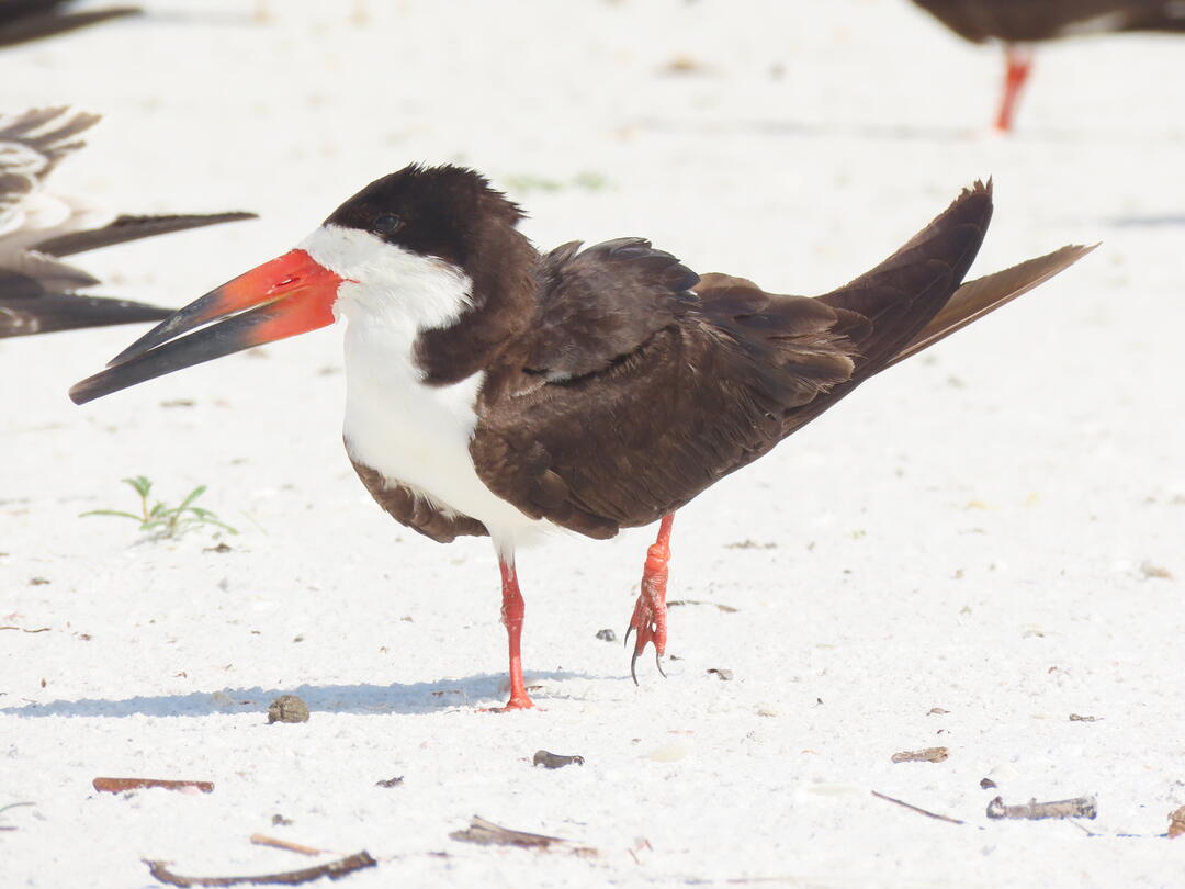 A Black Skimmer standing on the sand with fishing line wrapped around its foot.