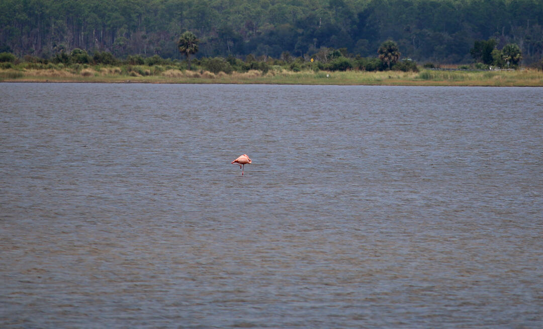A flamingo in a pool at St. Marks National Wildlife Refuge. 