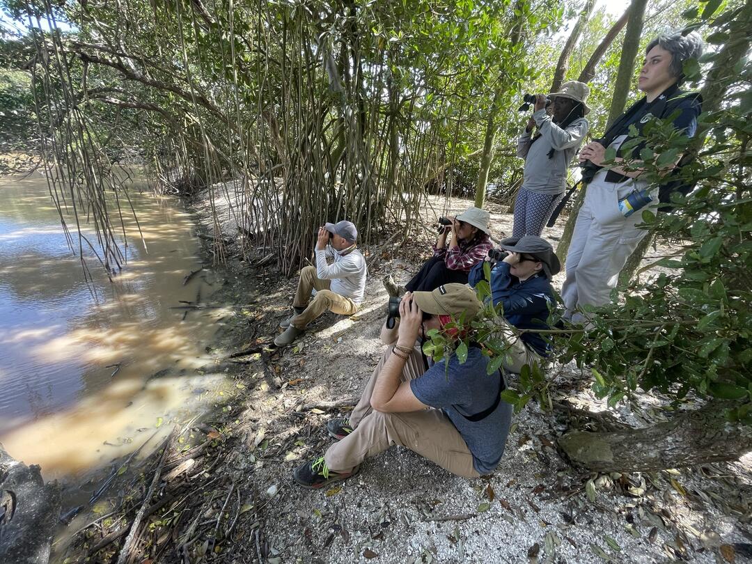 A group of birders with binoculars raised sit and stand amidst mangrove trunks and branches.