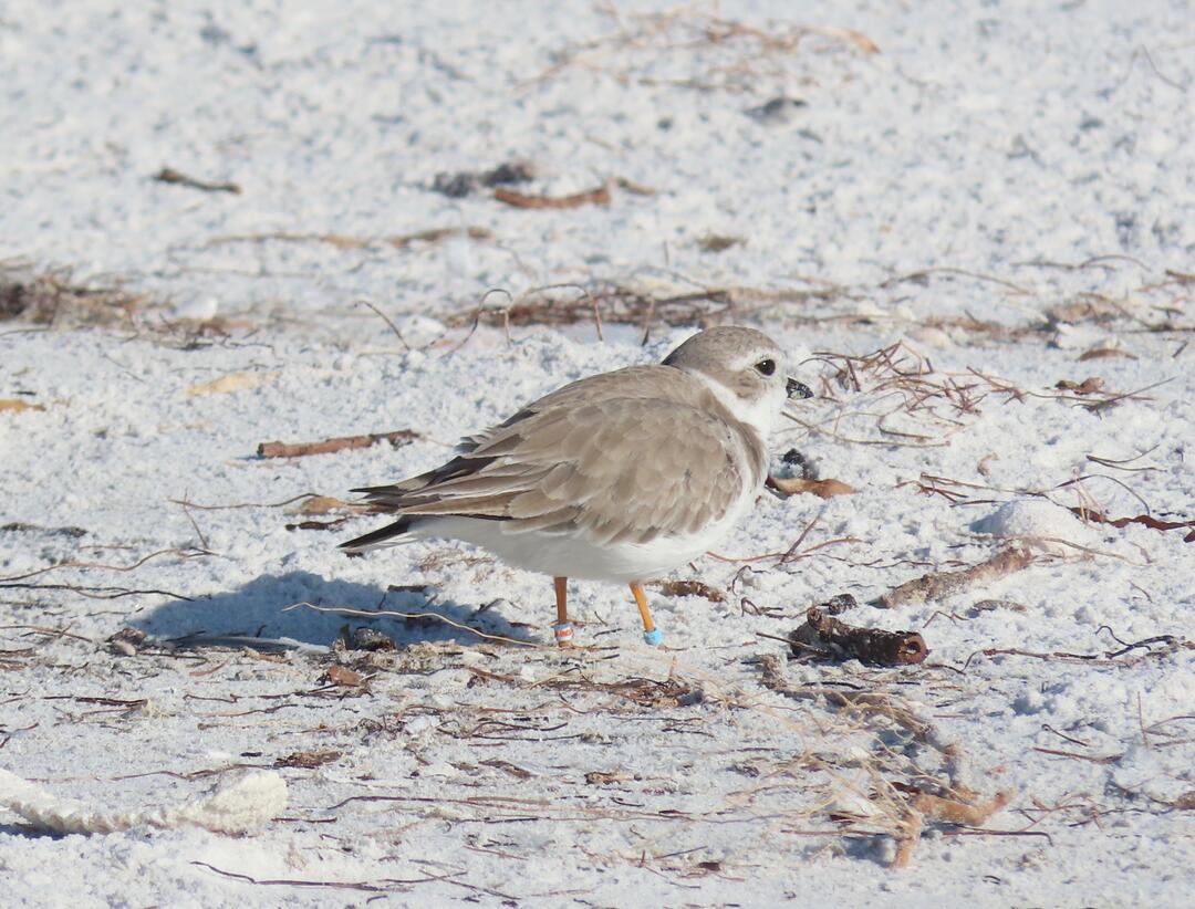 Piping Plover with a sand beach in the background. Photo: Kara Cook/Audubon Florida.