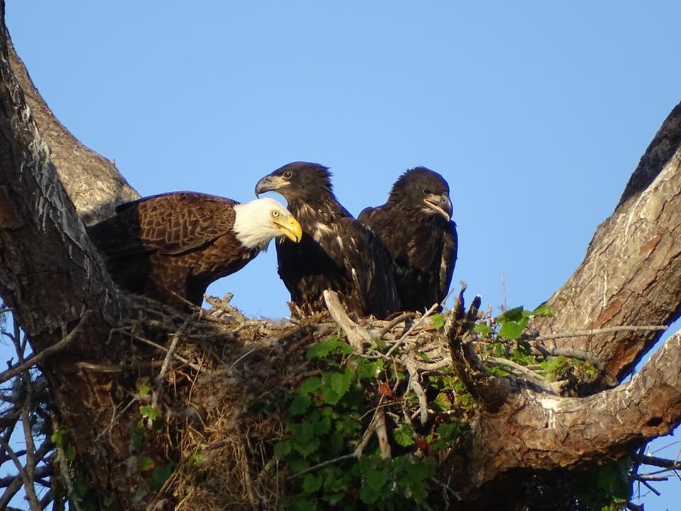 Bald Eagle feeding two large eaglets. Photo: Kelly Ward.