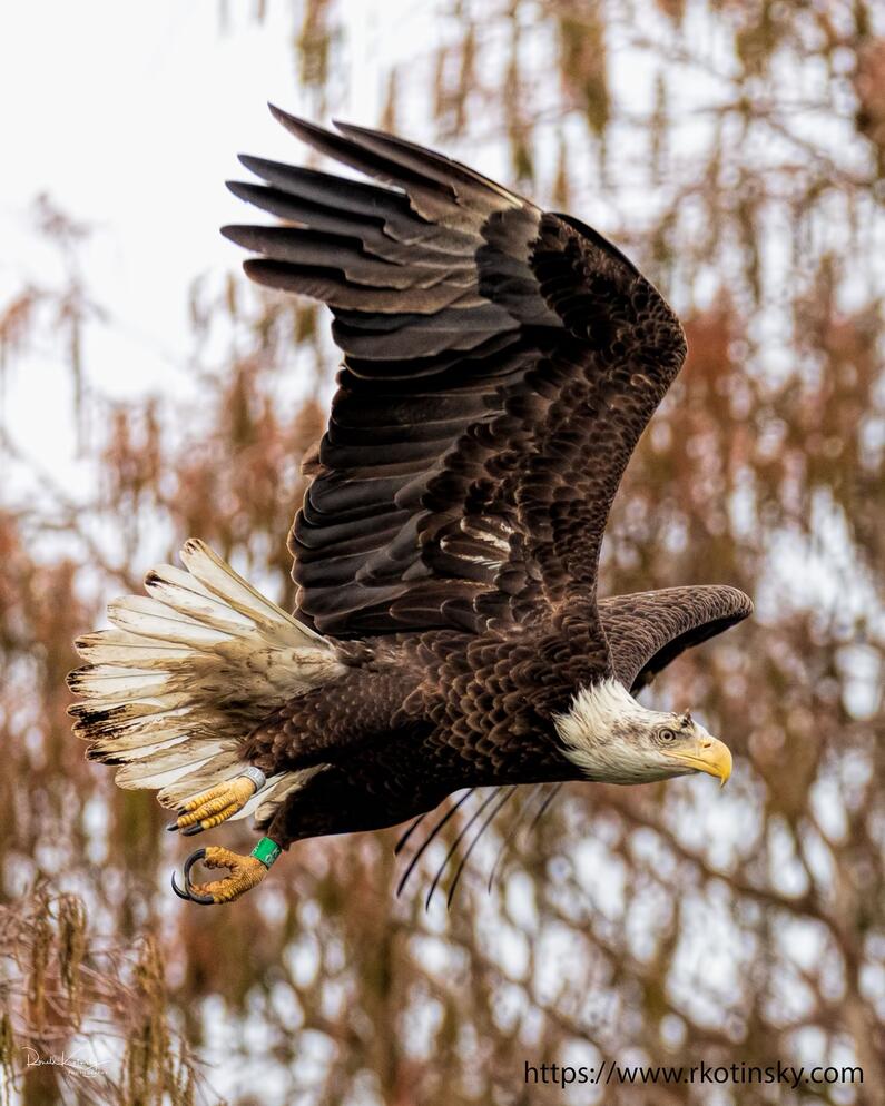 A banded Bald Eagle flying through the year.