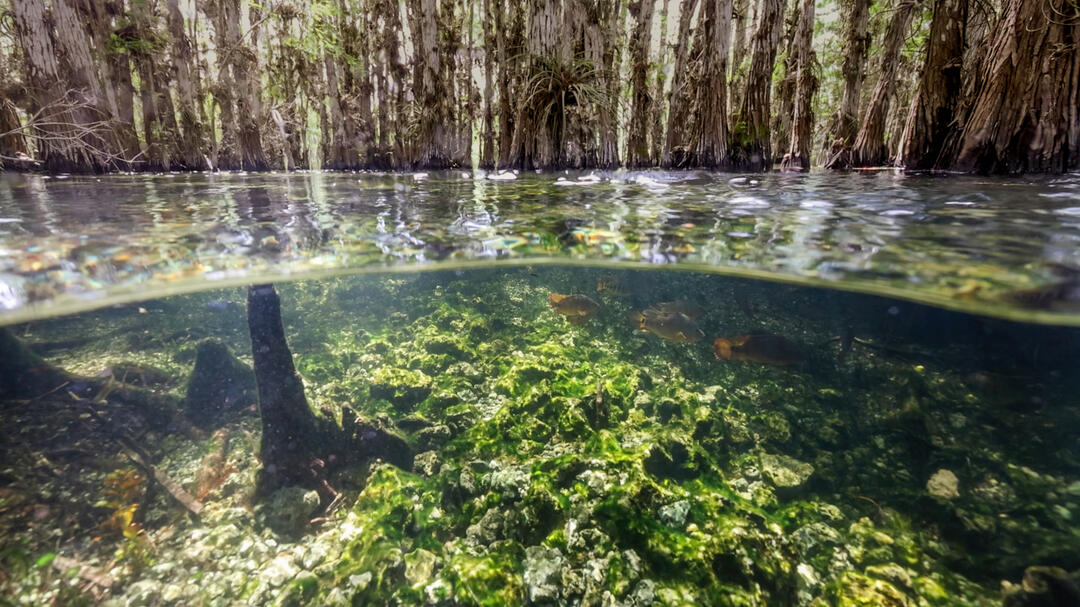 a shot half above and half below the water with tree trunks