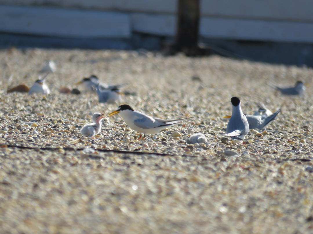 Rooftop Least Tern colony