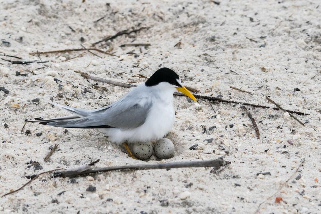 Bird with eggs in scrape nest at the beach