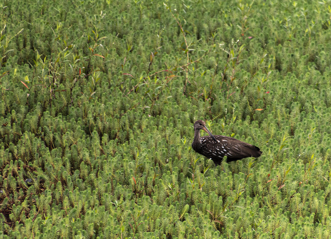 A Limpkin stands in a marsh of green plants.