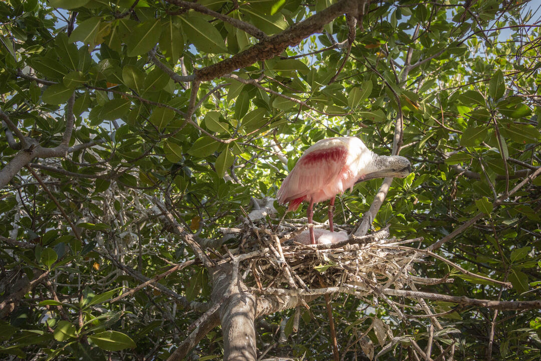 A banded Roseate Spoonbill in a nest with chicks. Photo: Mac Stone.