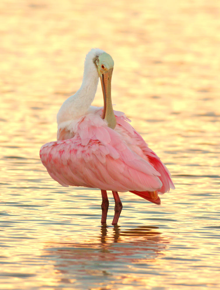 Have you seen a giant pink bird? Audubon Florida is holding a