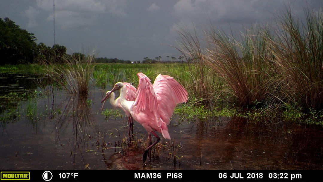 Glimpses from the Corkscrew Swamp Sanctuary Trail Camera
