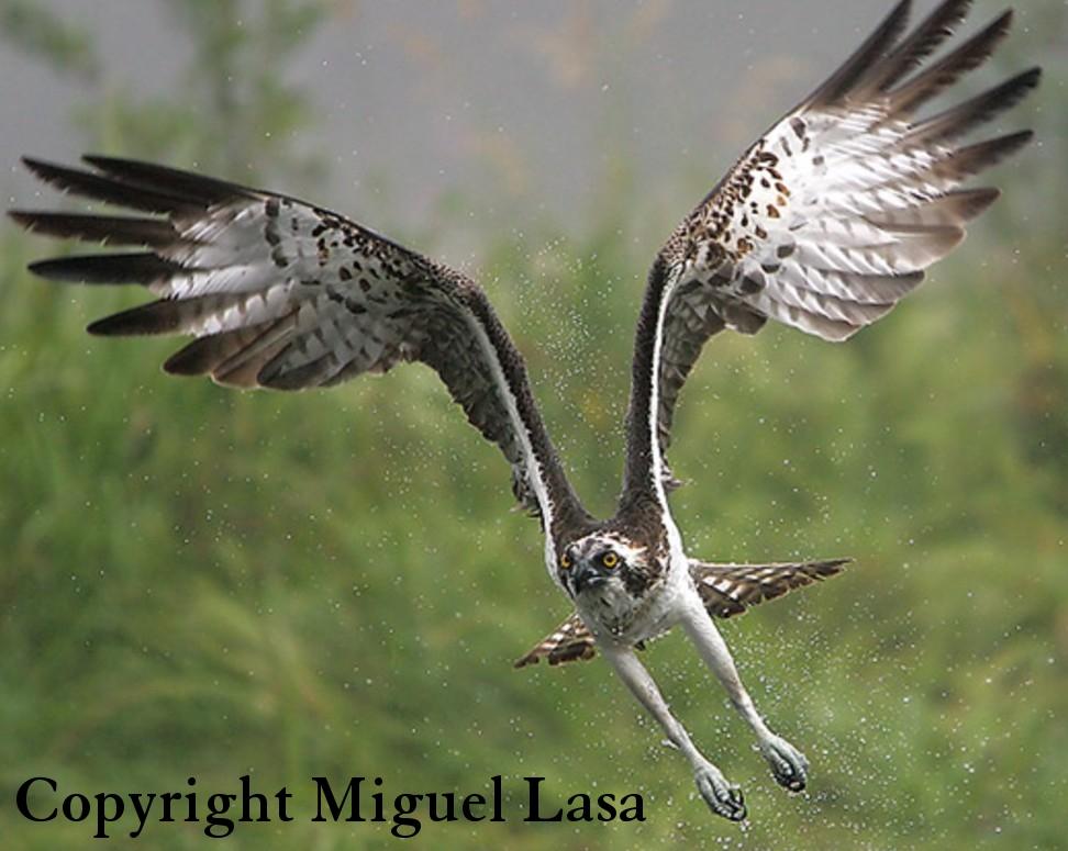 Osprey  Audubon Center for Birds of Prey