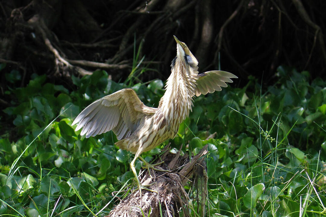 An American Bittern standing on a log with its wings outstretched.
