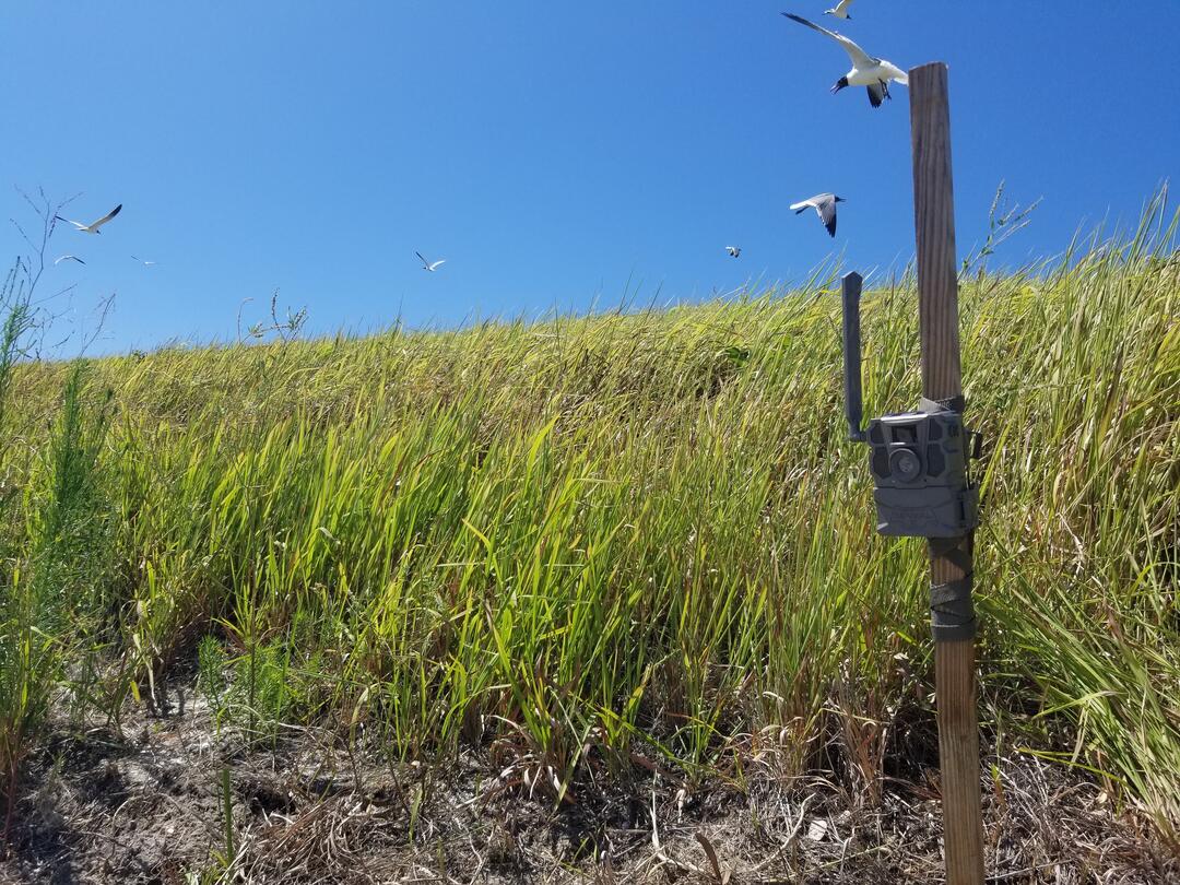 A game camera attached to a pole, with marsh grass in the background.
