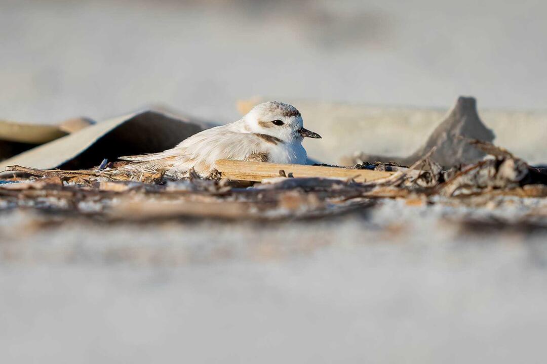 Snowy Plover on the sand. 