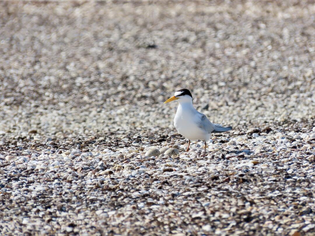 A Least Tern stands on a gravel rooftop.